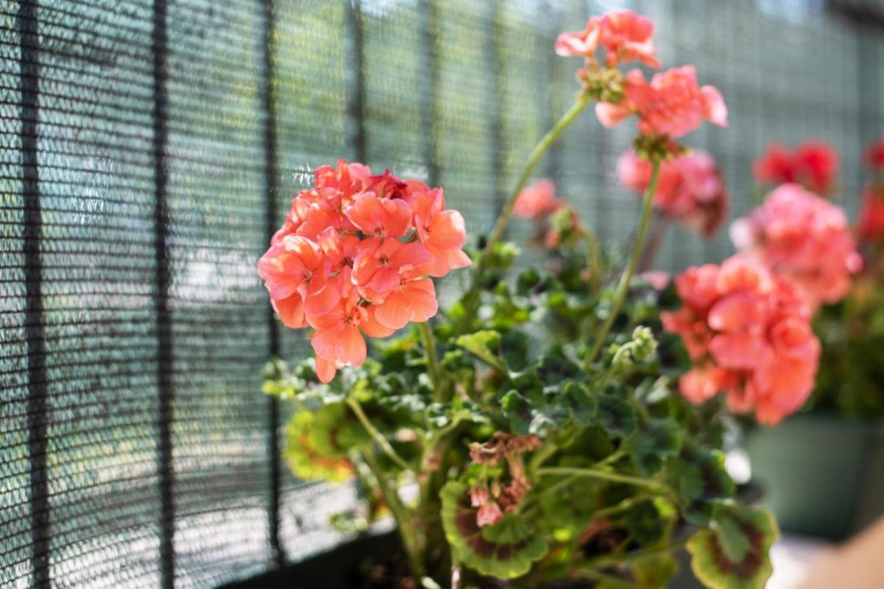 ローマGarden House Valeアパートメント エクステリア 写真